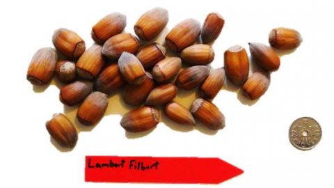 Lambert filbert' hassel frøplanter - Corylus avellana barrot 200 cm