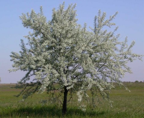 Russisk sølvbusk- Elaeagnus angustifolia i 3 liters potte