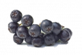 Aronia ssp. Svartsurbær / Chokeberries