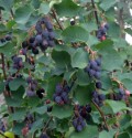 Amelanchier ssp. - Blåheggslekta / Serviceberries